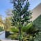 GreenSmart Dekor 4ft. Artificial Olive Tree Plant in Black Pot